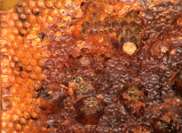 Honigbiene I